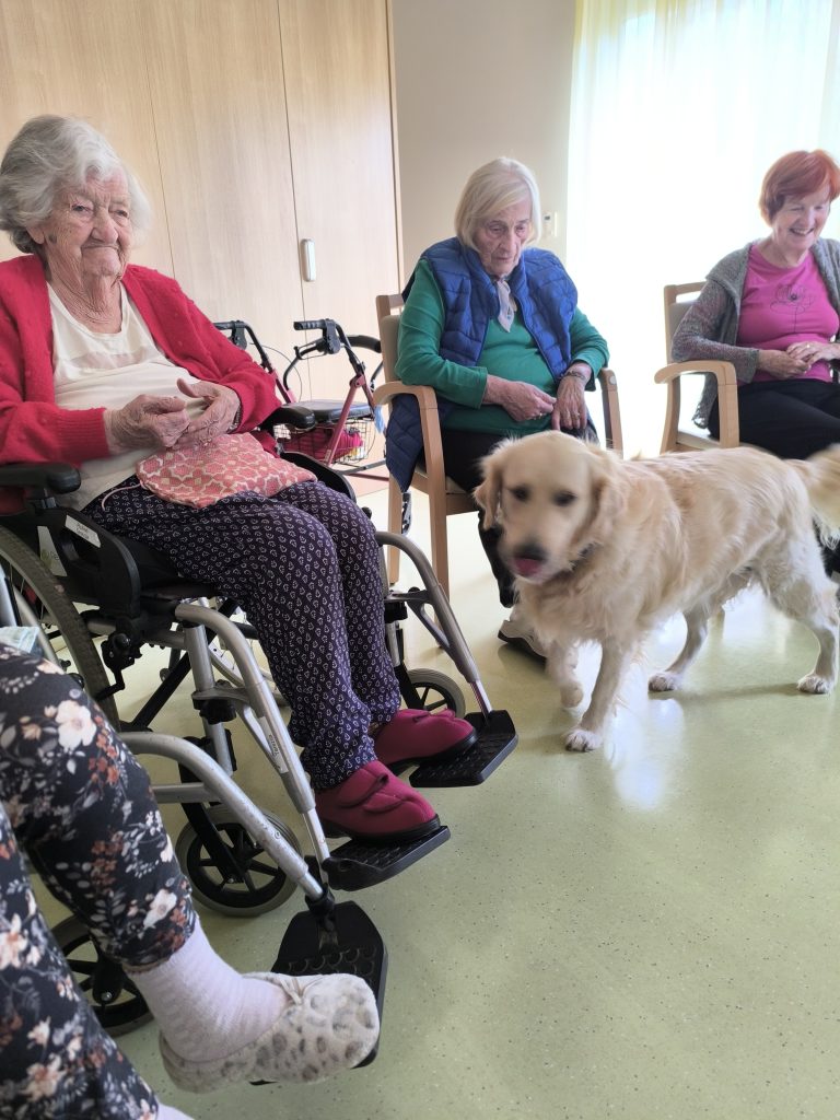 Slika prikazuje nekaj stanovalk na stolih in invalidskih vozičkih, pred njimi stoji velik terapevtski pes svetle barve.